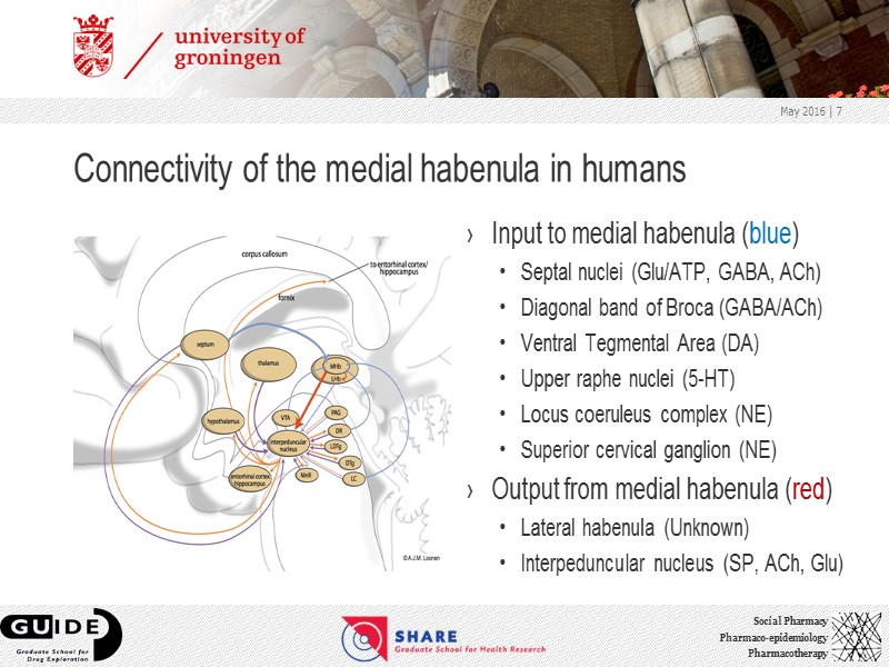 Connectivity of the medial habenula in humans Input to medial habenula (blue) Septal nuclei